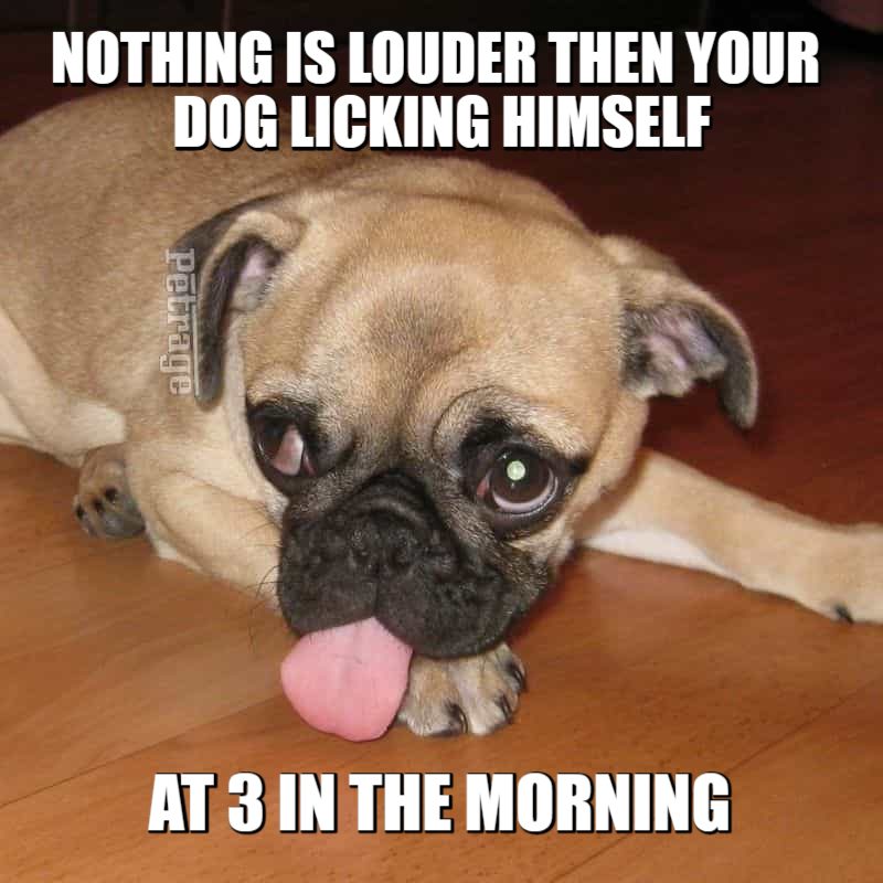 the dog licking meme